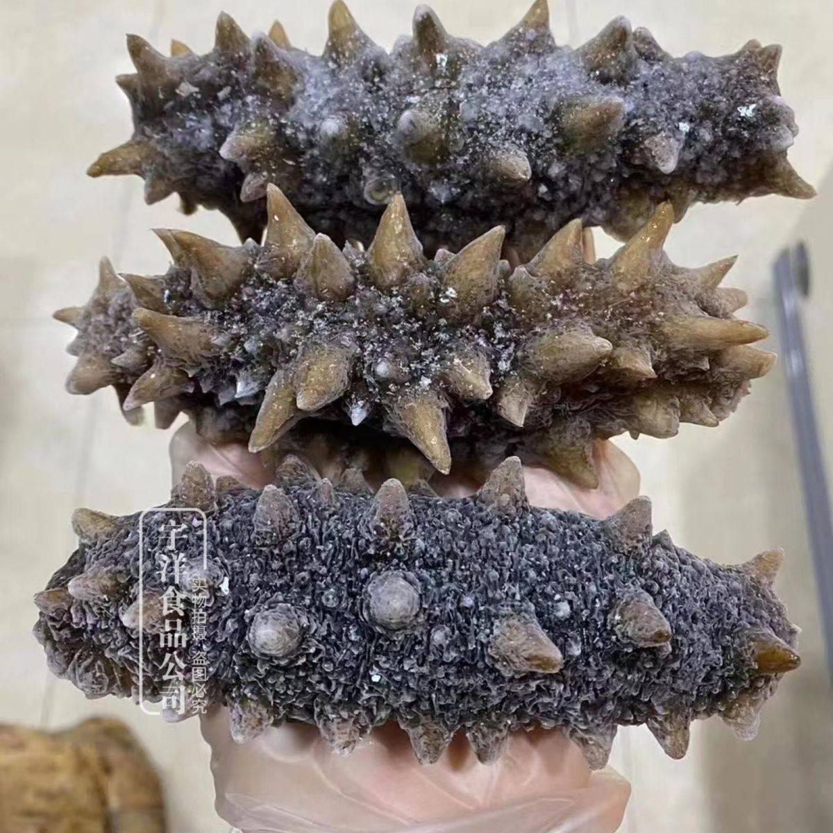 俄罗斯即食海参6排刺原货海参开袋即食8根一份一斤