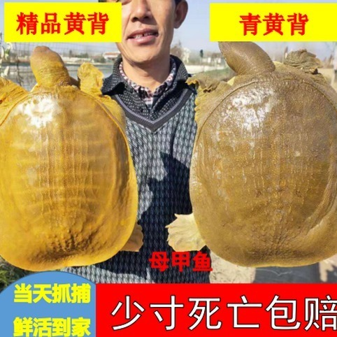 新鲜大甲鱼青黄鲜活中华鳖野养团鱼脚鱼鳖水鱼食用王八黄皮黄油,水产肉类/新鲜蔬果/熟食,甲鱼,淘宝优惠券,粉丝福利购,淘宝优惠卷