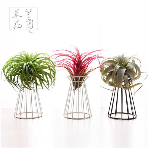 空气凤梨无土植物创意家居微景观花架支架 配饰花盆双色可选