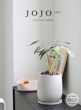 Joo是VYOLj.Pd.Oter。休闲水泥花盆萄葡酒玻璃型室h内绿色植物与