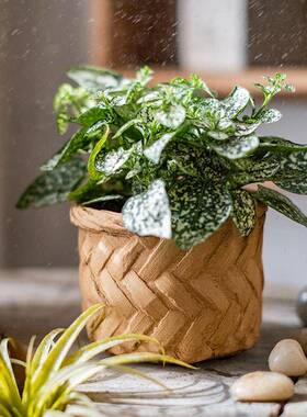 竹编水花盆多肉绿植迷你TC06455花器仿盆泥栽阳台艺园杂货装饰摆