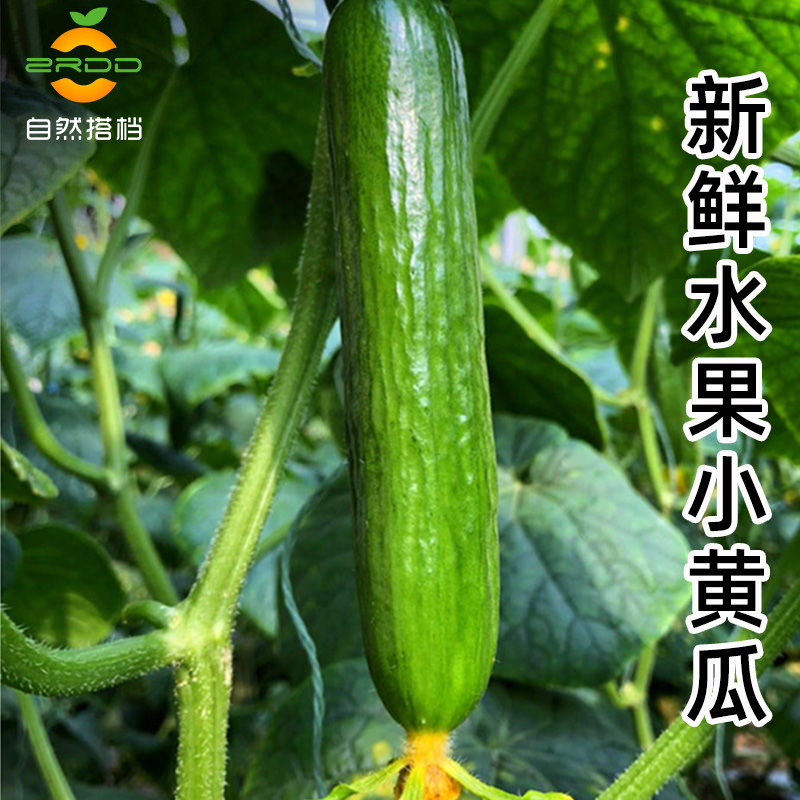 自然搭档水果黄瓜新鲜生吃4.5斤当季整箱蔬菜孕妇现摘即食小青瓜