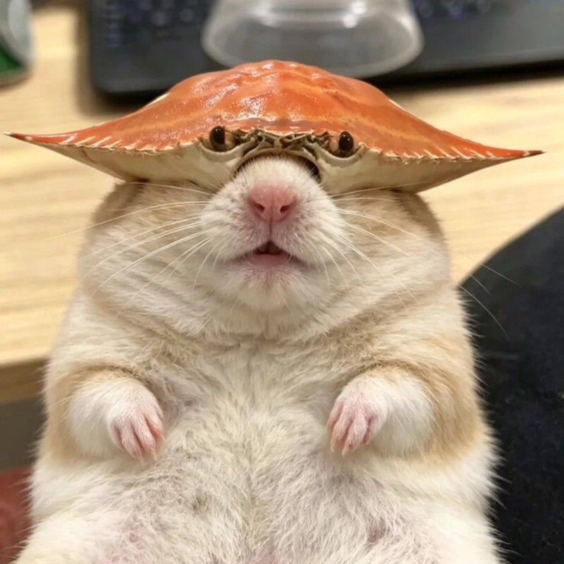 阿祖螃蟹头套豚鼠帽子宠物3d打印创意面具搞笑梭子蟹拍照道具头饰
