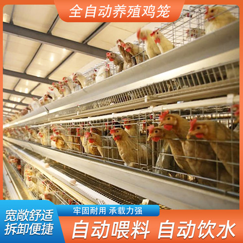 养殖场层叠式H型鸡笼具多层阶梯式蛋鸡笼加粗养殖笼具框架蛋鸡笼