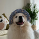 春夏薄款 拉布拉多狗狗宠物狗帽子太阳帽金毛萨摩耶边牧大型犬