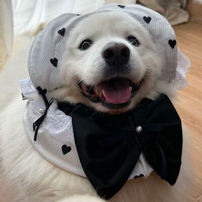 可爱围嘴狗狗春季围脖2026新款萨摩耶拉布拉多金毛哈士奇边牧围兜