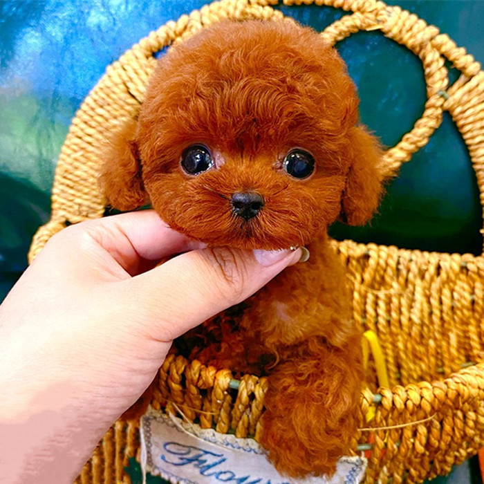 纯种泰迪犬幼犬活体灰色泰迪长不大的泰迪贵宾犬小型犬宠物狗活体