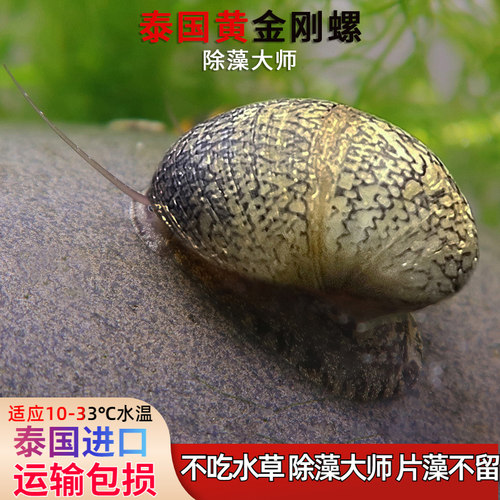 泰国黄金刚螺斑马螺除藻淡水鱼缸壁藻褐藻螺黑金刚螺观赏螺鲍鱼螺