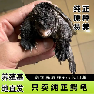 原种佛鳄龟爆刺鳄鱼龟幼苗纯佛鳄龟活物杂佛北美小鳄龟小乌龟活体