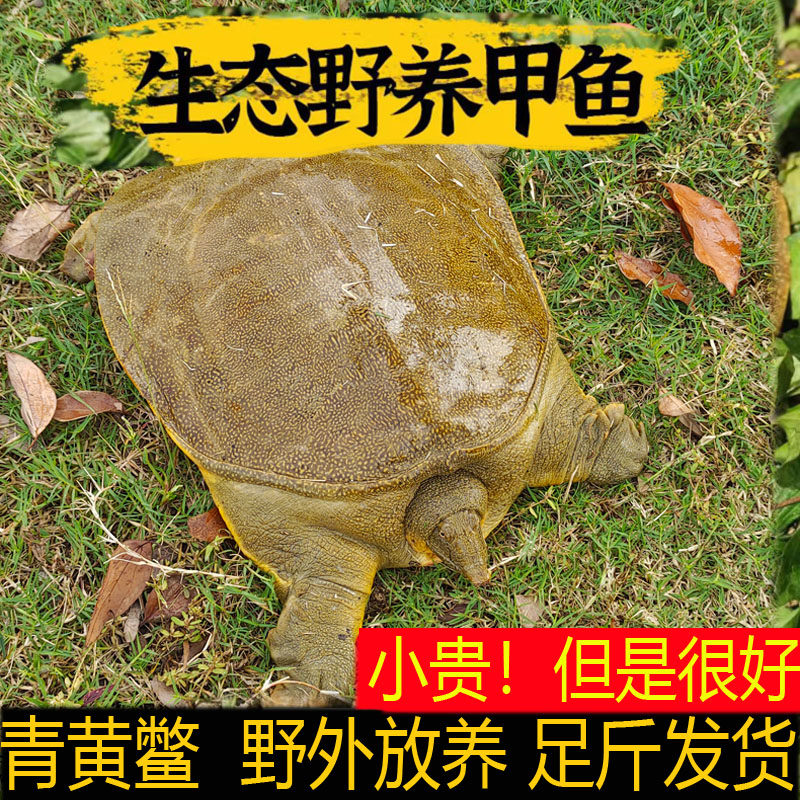 甲鱼鲜活生态野外生长中华老鳖本地外塘公母水鱼活体团鱼食用王八