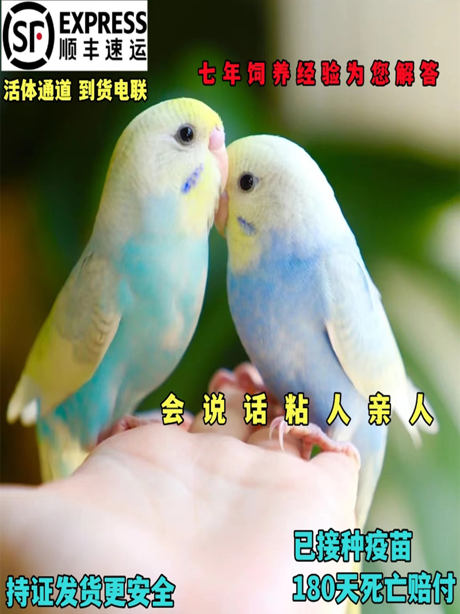 大头虎皮鹦鹉活鸟会说话的鹦鹉手养宠物活体幼鸟活体活物牡丹观赏