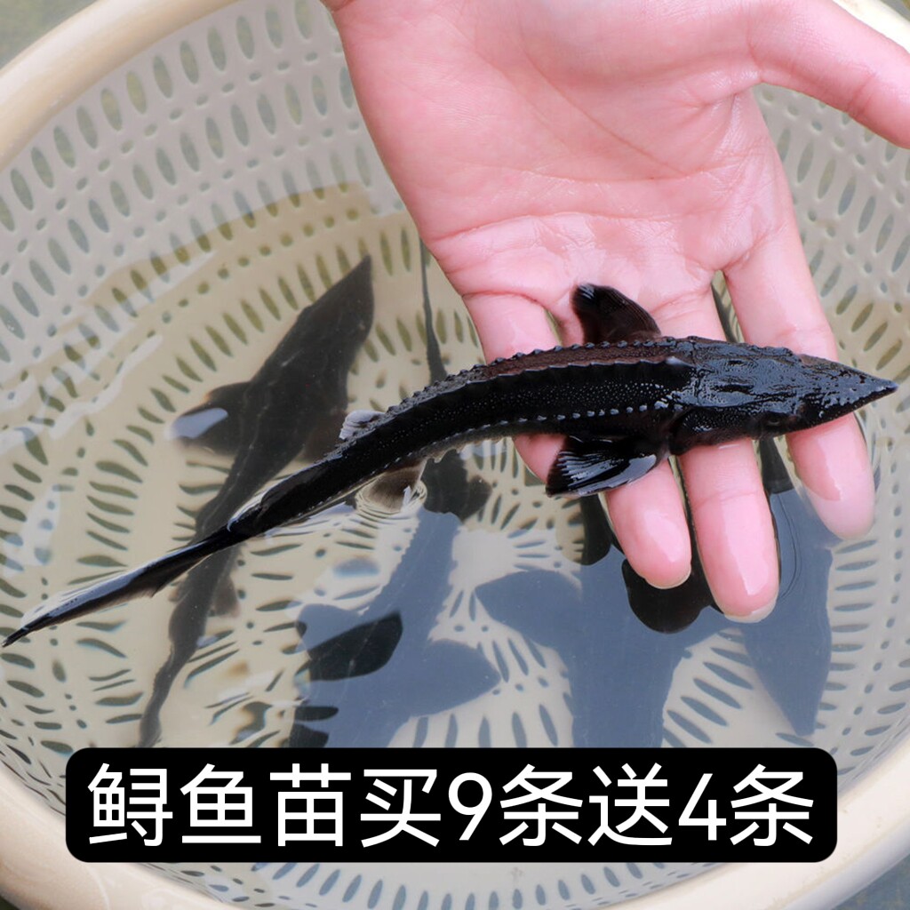 鲟鱼新款其他观赏鱼鲟龙鱼鲜活体清道夫鱼缸鱼苗冷锦鲤鱼淡水鱼类