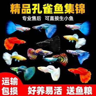 孔雀鱼纯种活鱼全红观赏鱼小型淡水好养耐活热带鱼凤尾鱼小鱼鱼苗