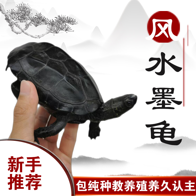 乌龟顶墨龟纯种全黑龟苗冷水外塘中华草龟公小乌龟活物活体长寿龟