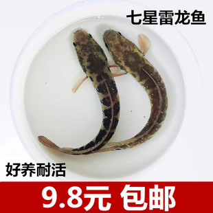七星鱼苗淡水养殖山斑珍珠雷龙鱼包邮贵州蛇鱼观赏鱼七星鱼鱼苗