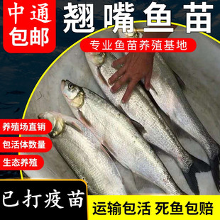 翘嘴鱼苗白鱼凶猛苗翘鲌苗淡水好养殖食用大米翘壳稀有鱼耐活