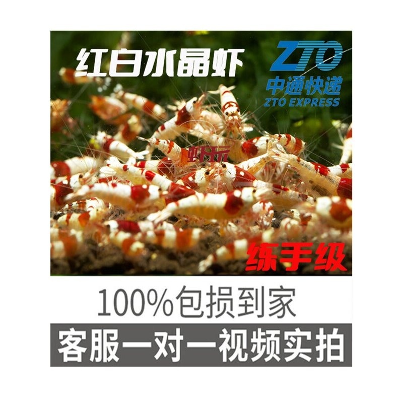 红白水晶虾练手级小亚成观赏虾宠物虾米虾除藻虾淡水虾冷水虾包邮