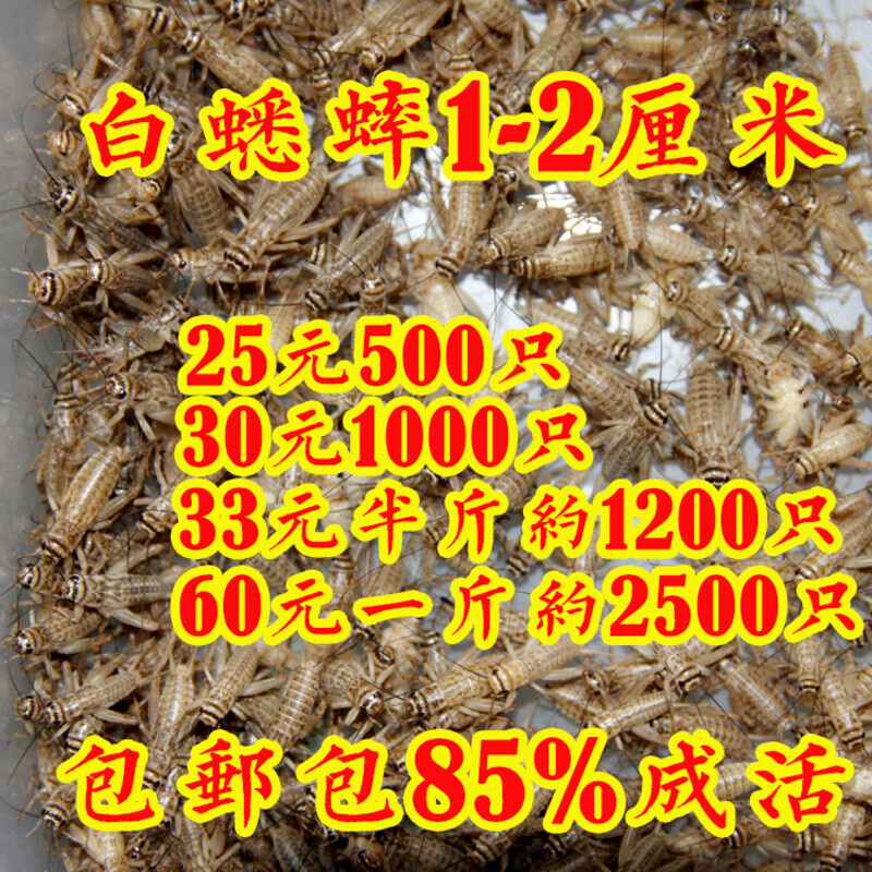 蛐蛐 白蟋蟀油葫芦蟋蟀活体饲料活物 多规格蜥蜴守宫龙鱼饲料包邮