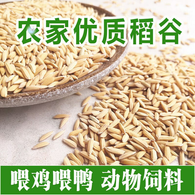 新鲜农家稻谷喂鸡米糠带壳芦丁鸭鹅猪鸽鸟仓鼠宠物通用型天然饲料