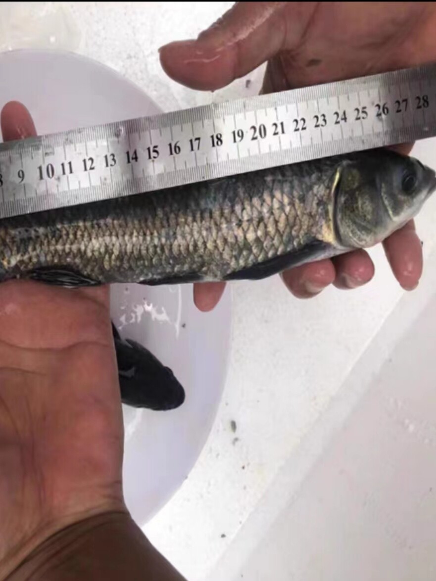 螺丝青鱼鱼苗淡水螺蛳青超大鱼苗黑皖鱼养殖灰草鱼乌皖鱼乌青大青