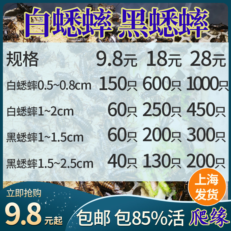 蛐蛐蟋蟀活体饲料活物 8元50只，18元250只28元450只包邮现货活虫