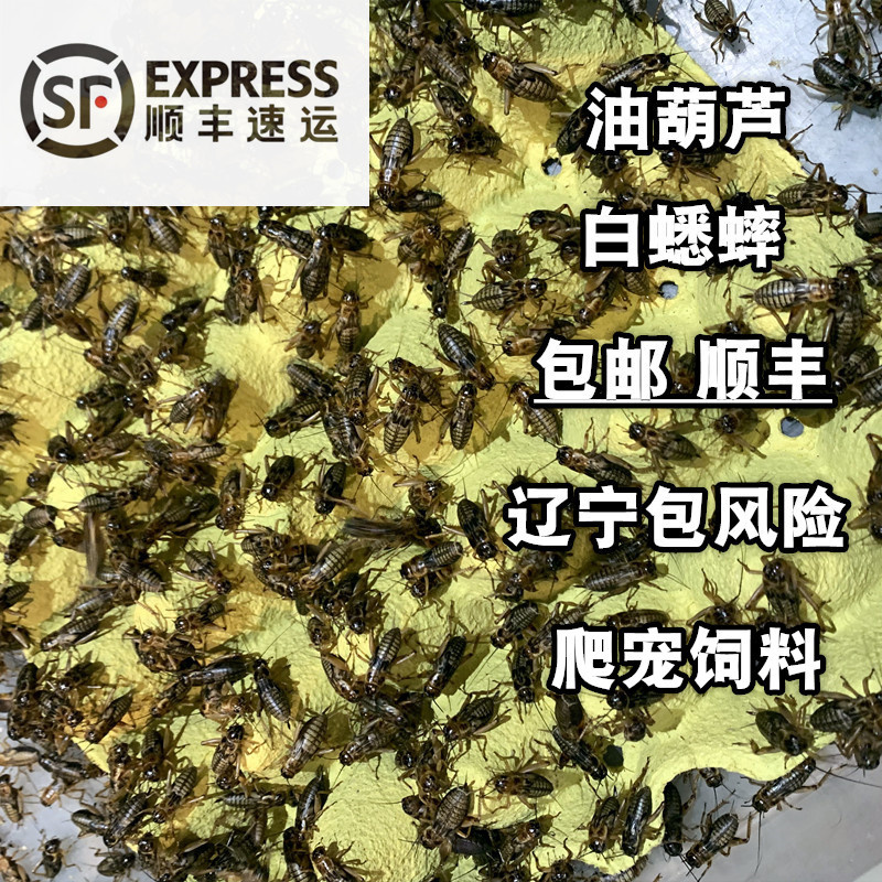 白蟋蟀油葫芦蛐蛐活体饲料喂食爬宠鬃狮角蛙守宫蜥蜴鸟龙鱼食物粮