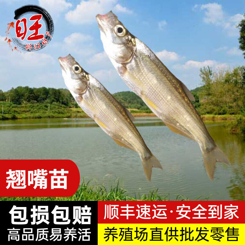 翘嘴鱼苗米翘白鱼夏花苗刁子鱼翘嘴巴肉食性路亚养殖活体淡水鱼苗