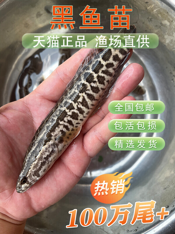 黑鱼苗特大生鱼苗淡水养殖乌鱼苗财鱼苗冷水放流凶猛小鱼苗活鱼批