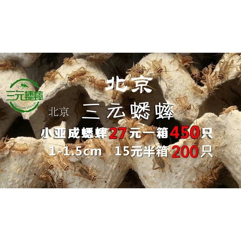 活体饲料 蛐蛐 蟋蟀 白蛐蛐 鱼鸟爬虫 活食 （小亚成）1-1.5 cm