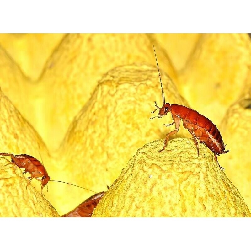 樱桃红蟑螂蜘蛛钓鱼饵料蚂蚁蝎子螳螂捕鸟守宫活体饲料送饲料镊子