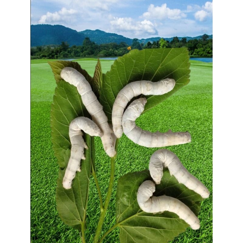 1-5龄蚕宝宝活体学生养蚕套装巨型5龄送新鲜桑叶白色家蚕爬虫宠物