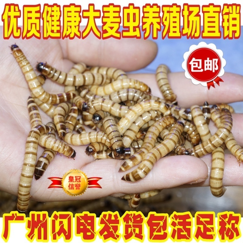 熙怡大麦虫活虫金银龙鱼饲料面包虫黄粉虫子爬宠物包存活足称包邮