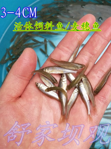 活体麦穗鱼苗饵料鱼乌龟活食金银龙活鱼鳄龟小鱼饲料鱼群游冷水鱼