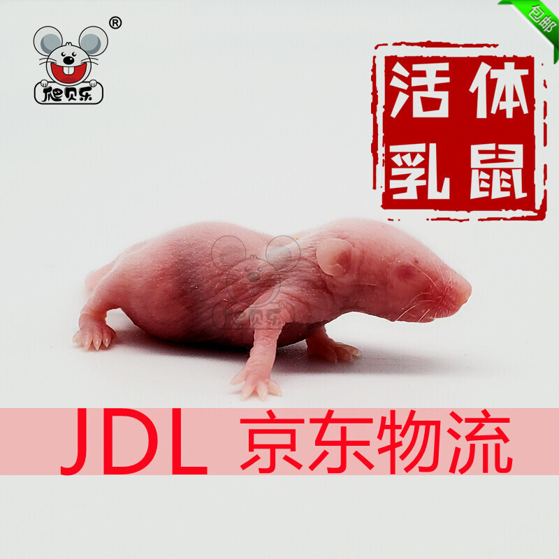 活体乳鼠红皮喂角蛙蜥蜴猫龟口粮饲类饲料无菌粉白霜食物京东包邮