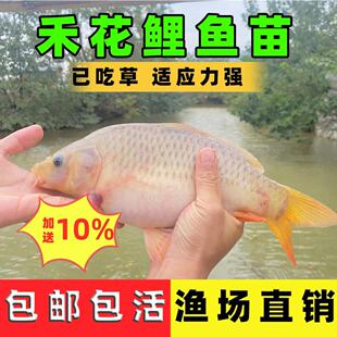 禾花鲤鱼苗荷花鲤鱼苗稻田鱼苗淡水养殖可食用包邮包活禾花鱼鱼苗