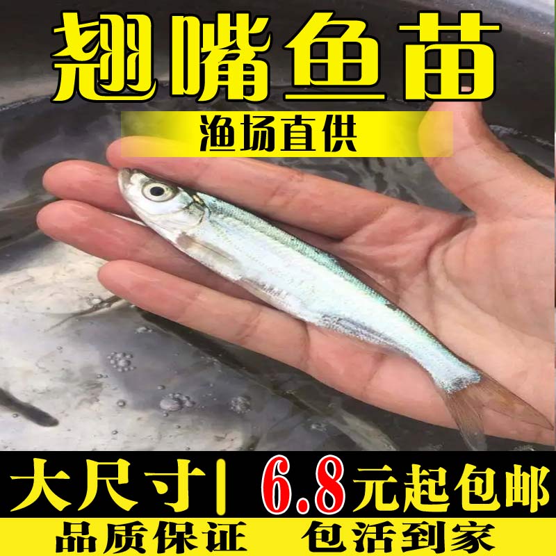 翘嘴鱼苗米极大型活体小鱼苗淡水养殖食用路亚冷水观赏鱼翘嘴苗