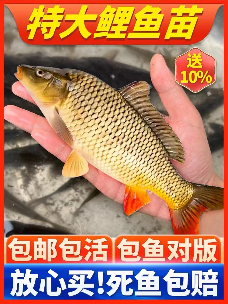 鲤鱼苗活体 大型鲤鱼淡水好养殖稻禾花锦鲤冷水观赏鱼苗 建鲤鱼苗