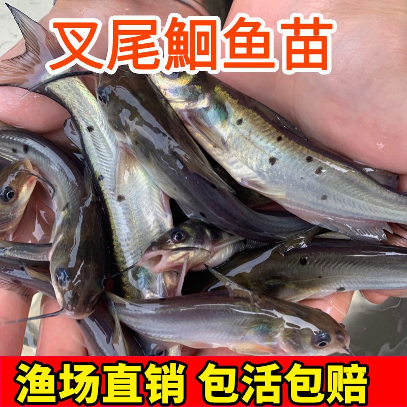 淡水斑点叉尾鮰鱼苗水花钳鱼江团鱼回鱼清江鱼活体包邮大型养殖