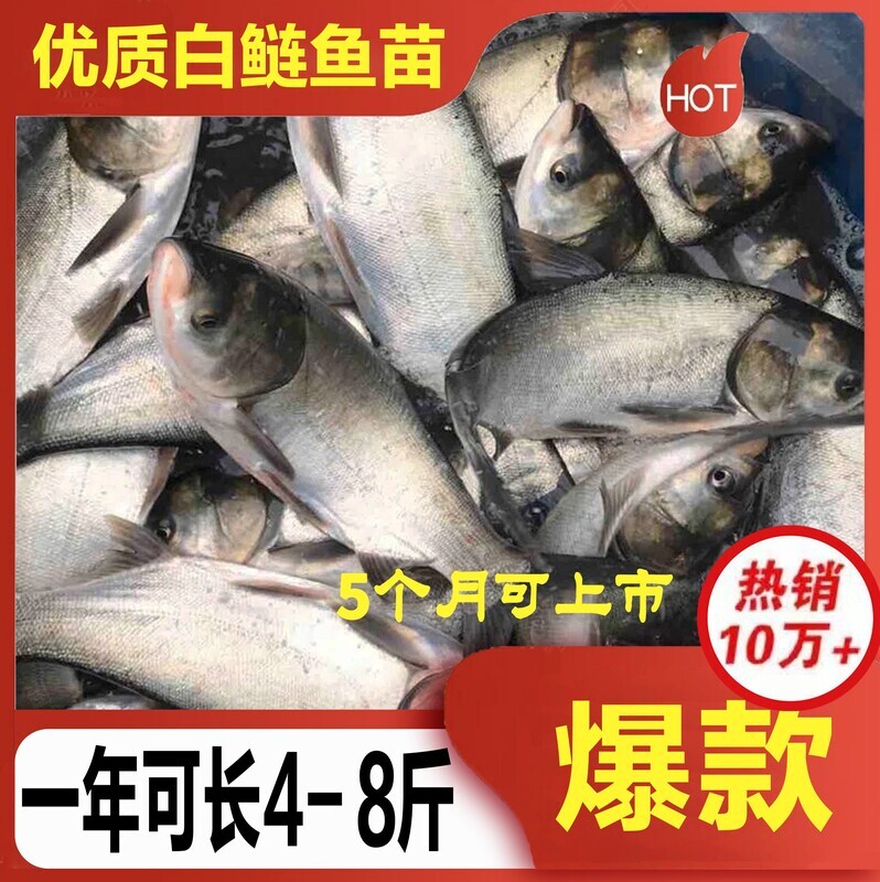 白鲢鱼苗活体淡水大头花鲢鳙鲫鱼苗好养殖冷水观赏鱼饲料鱼特价正