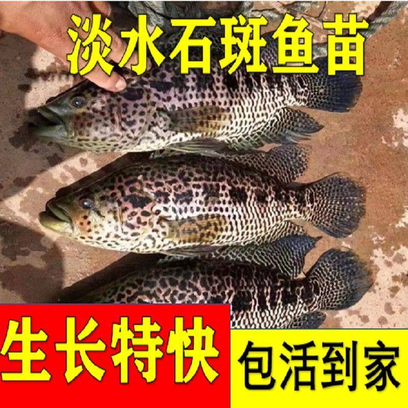石斑鱼苗淡水活体养殖食用花斑老虎斑易养活冷水凶猛耐寒批发