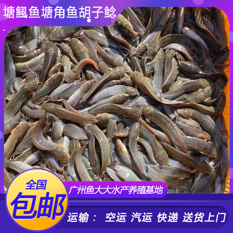 塘鲺鱼苗塘角鱼鱼苗淡水养殖食用本地塘鲺鲶鱼苗胡子鱼鱼苗