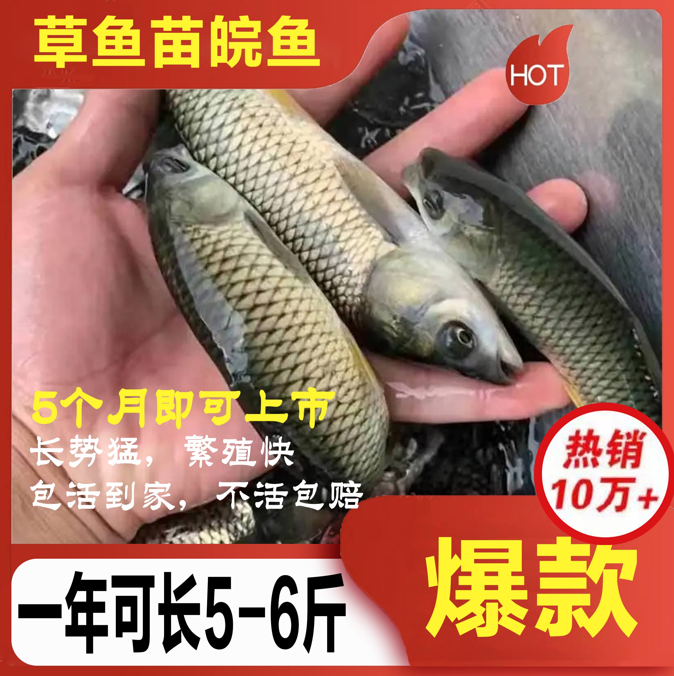 特大草鱼苗淡水活体小鱼苗好养殖食用活物冷水观赏鱼全皖鱼活鱼苗
