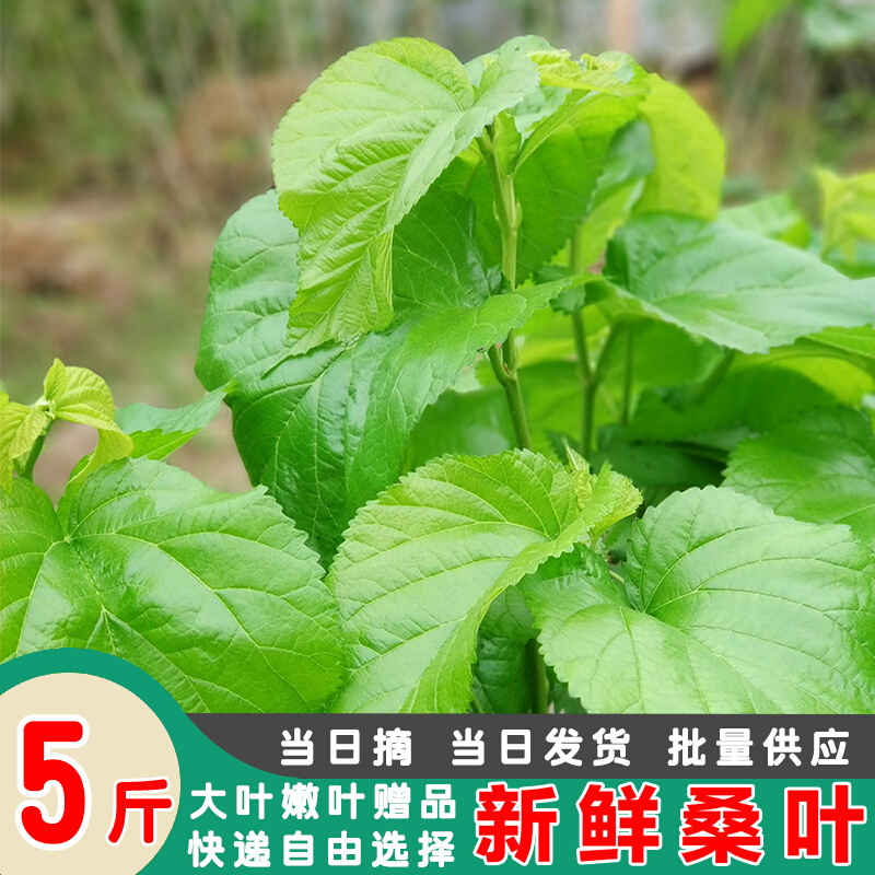 桑叶新鲜养蚕宝宝送蚕卵学生套装蚕叶大小蚕鲜嫩现摘当天发货顺丰