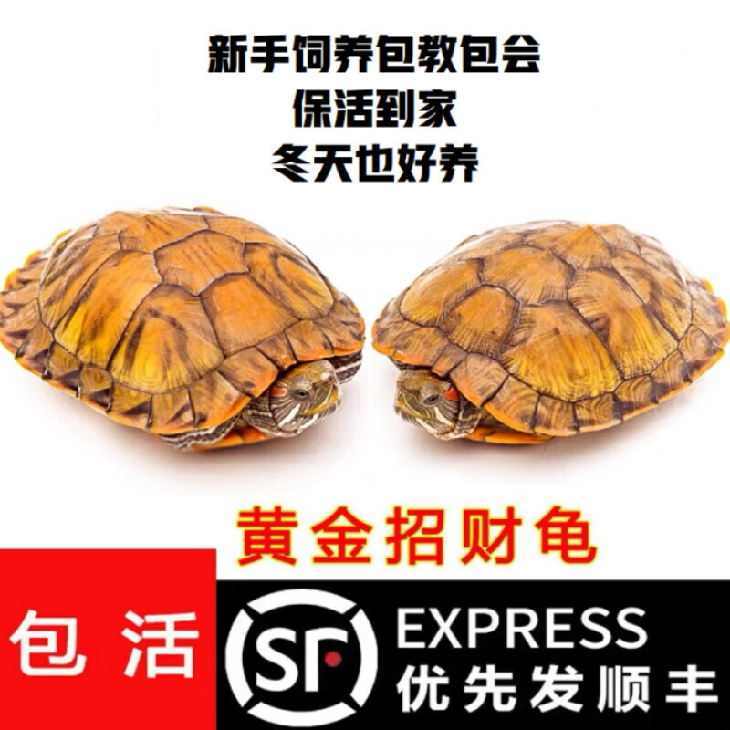 乌龟活物大巴种龟稀有观赏宠物龟苗黄金龟活体彩龟巴西龟