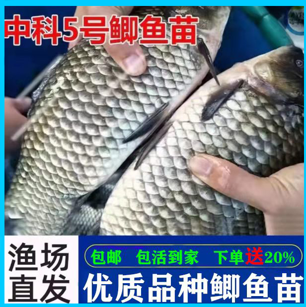 大品种黄金鲫鱼苗中科五号 5号小鱼苗活体鱼塘放养殖食用观赏鱼缸