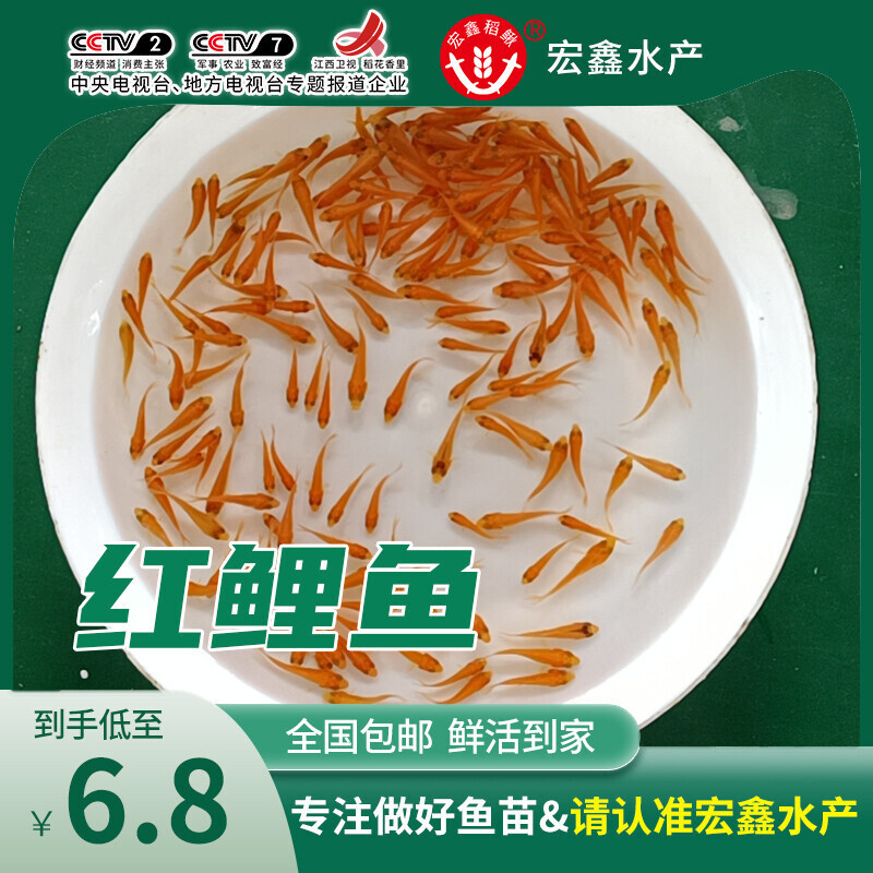 红鲤鱼苗生态养殖场直供 国兴红鲤鱼苗 大荷包红鲤鱼鱼苗活体鲤鱼
