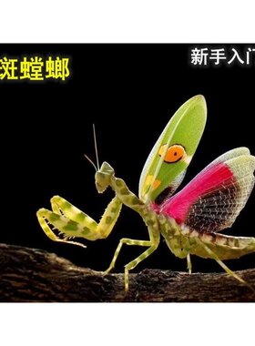 云南眼斑活体螳螂宠物爬虫大刀螳螂爬宠