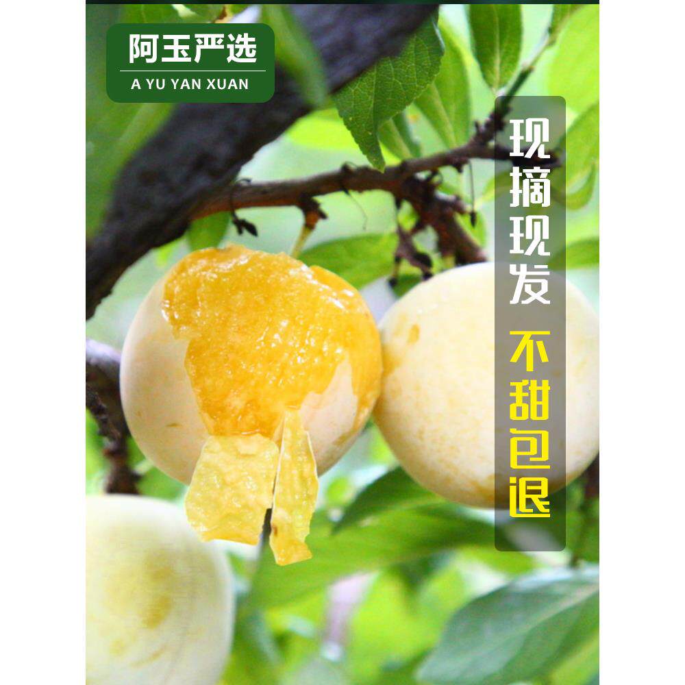 四川蜂糖李子果桃花蜂蜜李子冰糖李子新鲜水果黄金奈李5斤软枫糖