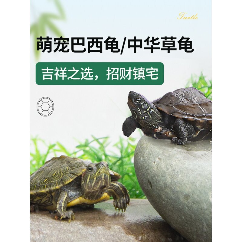 巴西乌龟红耳小乌龟活物体龟苗小宠物适合家养情侣观赏中华草龟