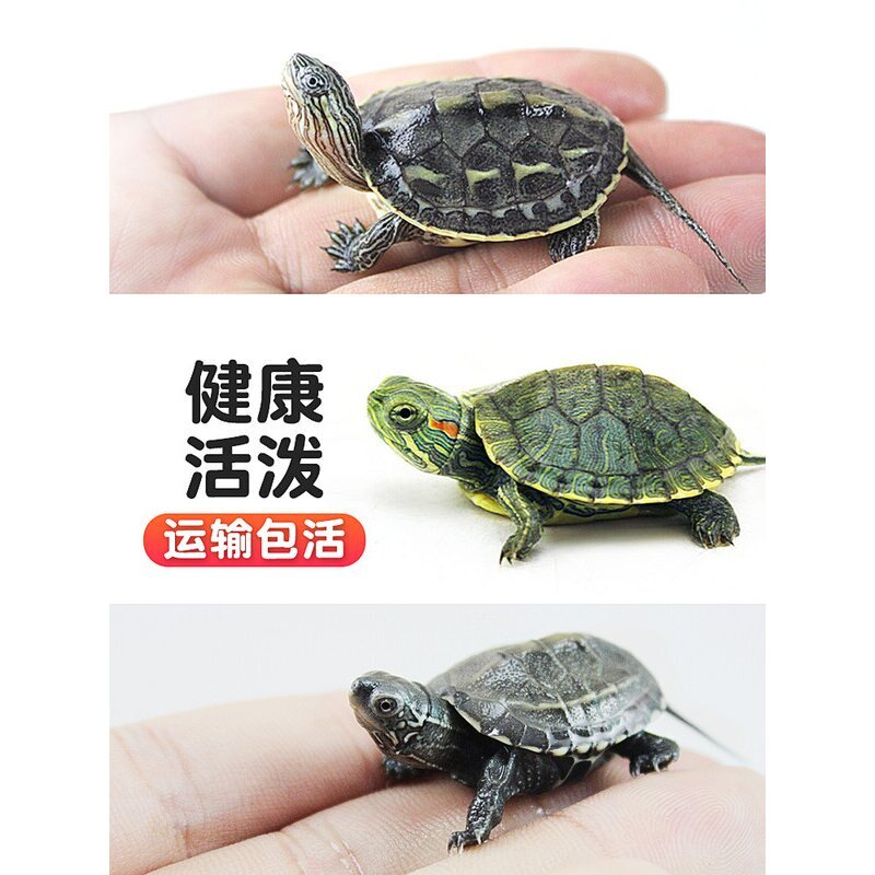 中华草龟小乌龟活体巴西幼苗龟宠物水龟金线龟活物龟墨龟草龟苗花